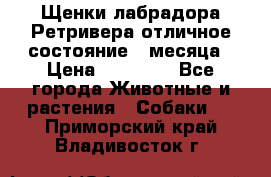 Щенки лабрадора Ретривера отличное состояние 2 месяца › Цена ­ 30 000 - Все города Животные и растения » Собаки   . Приморский край,Владивосток г.